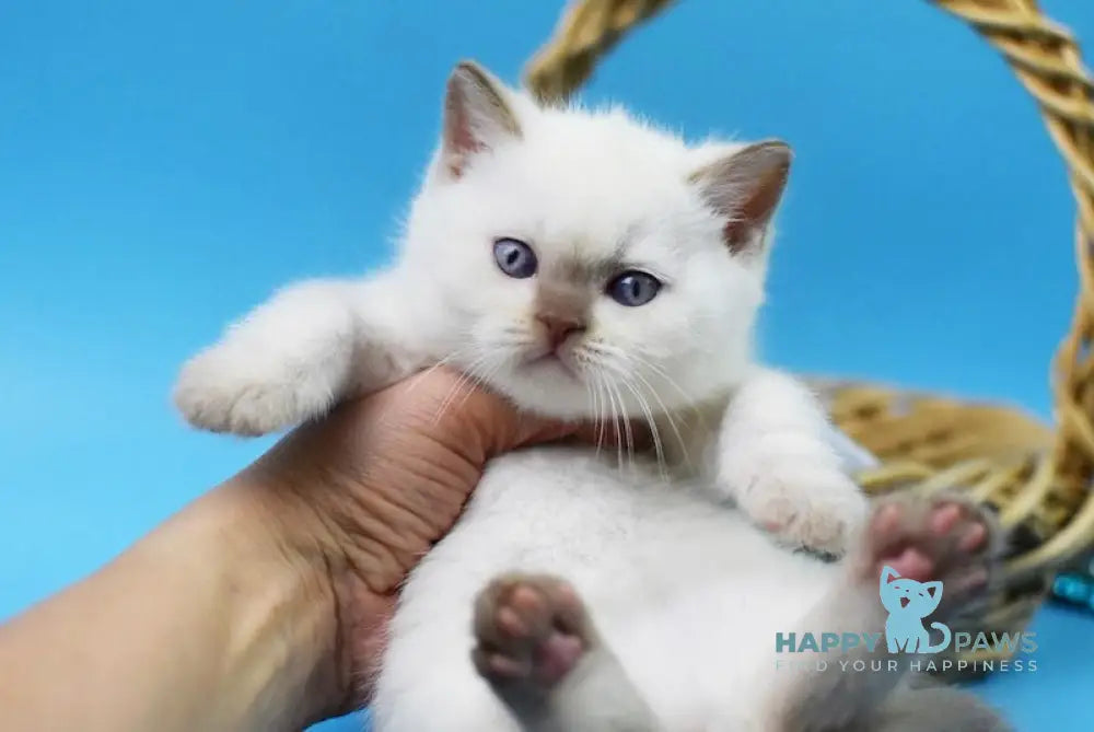 Harley British Shorthair male cinnamon pointed live animals