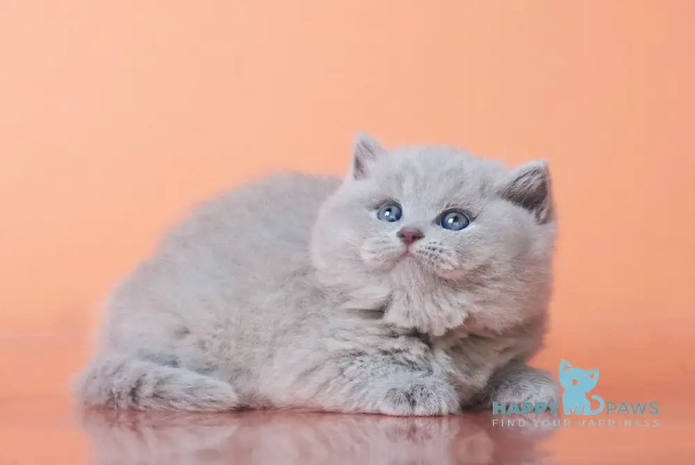 Harley British Shorthair Male Lilac Live Animals