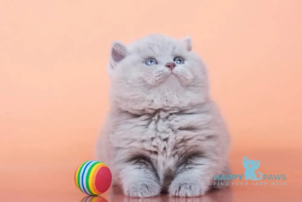 Harley British Shorthair Male Lilac Live Animals