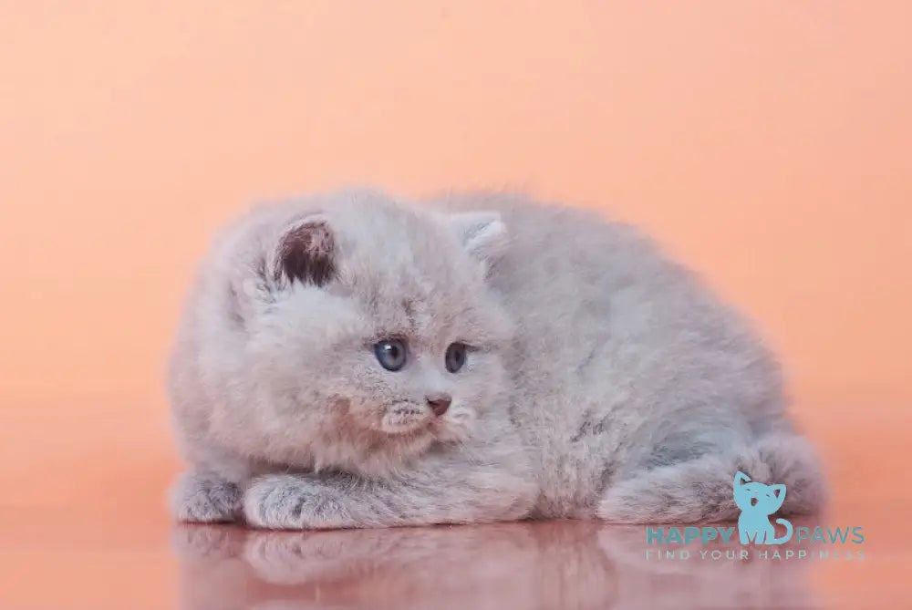 Harley British Shorthair Male Lilac Live Animals