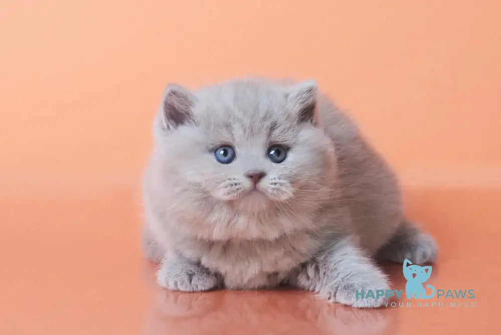 Harley British Shorthair Male Lilac Live Animals