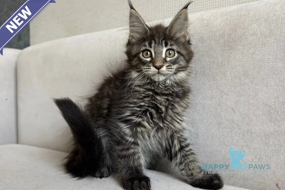 Harley Maine Coon Male Black Spotted Tabby Live Animals