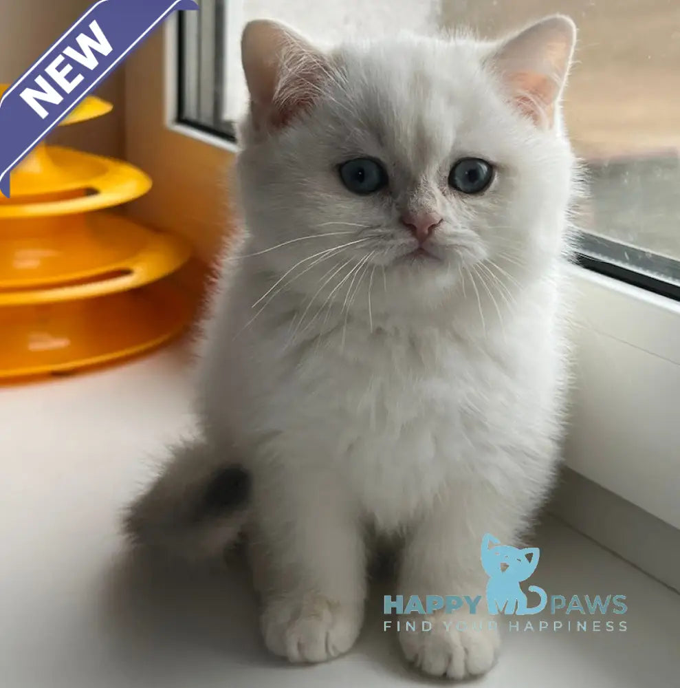 Harli British Shorthair Male Blue Golden Shaded Pointed Live Animals