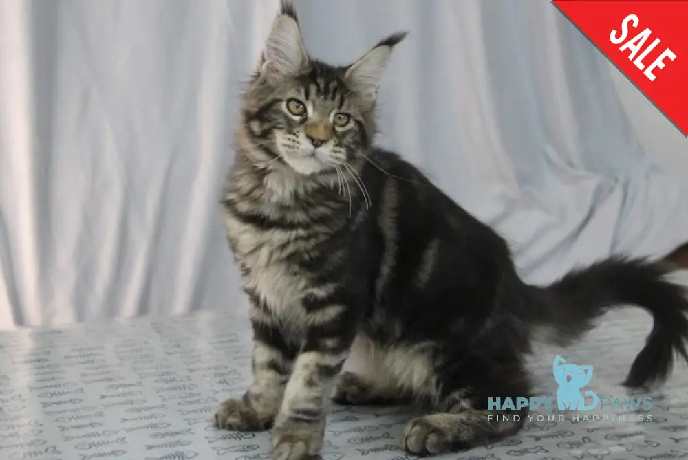 Harmony Maine Coon Female Black Tabby Live Animals