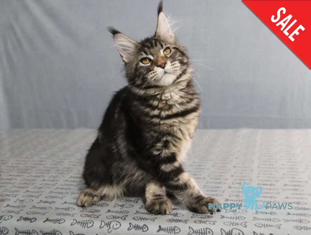 Harmony Maine Coon Female Black Tabby Live Animals