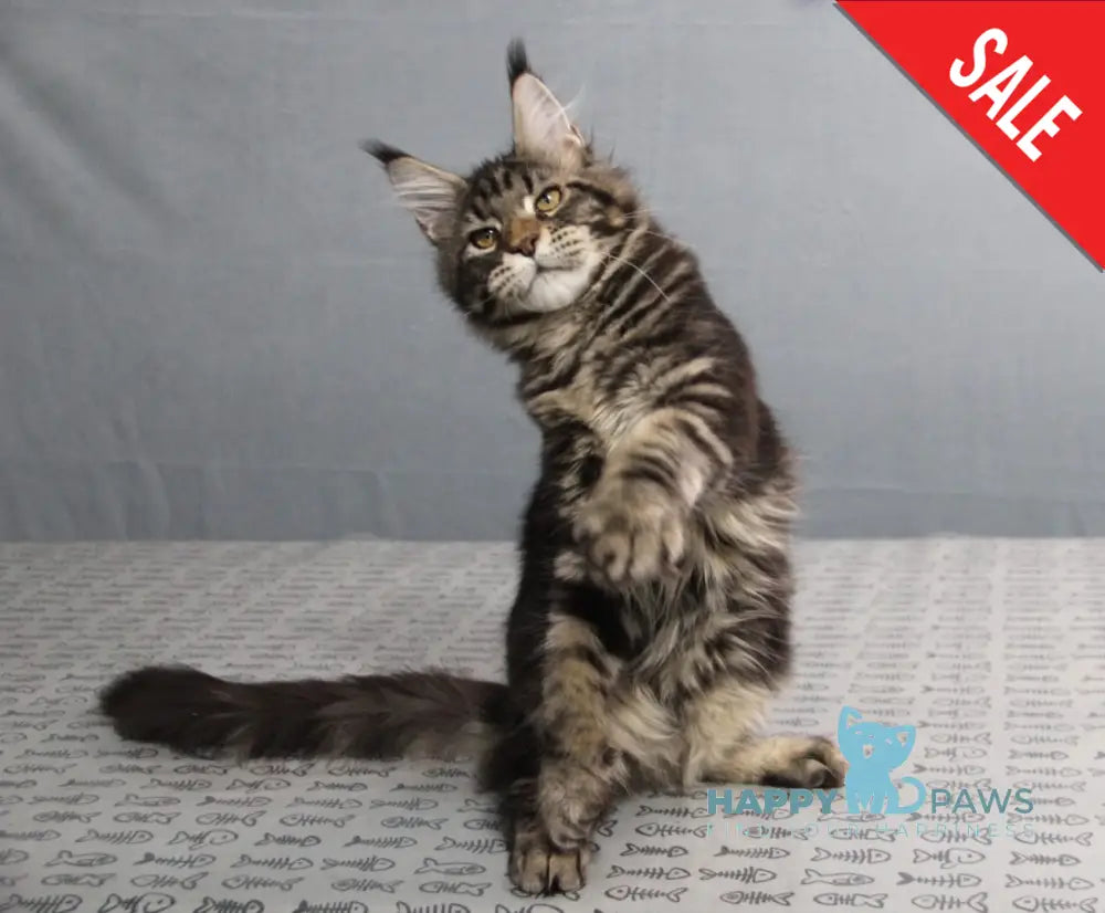 Harmony Maine Coon Female Black Tabby Live Animals