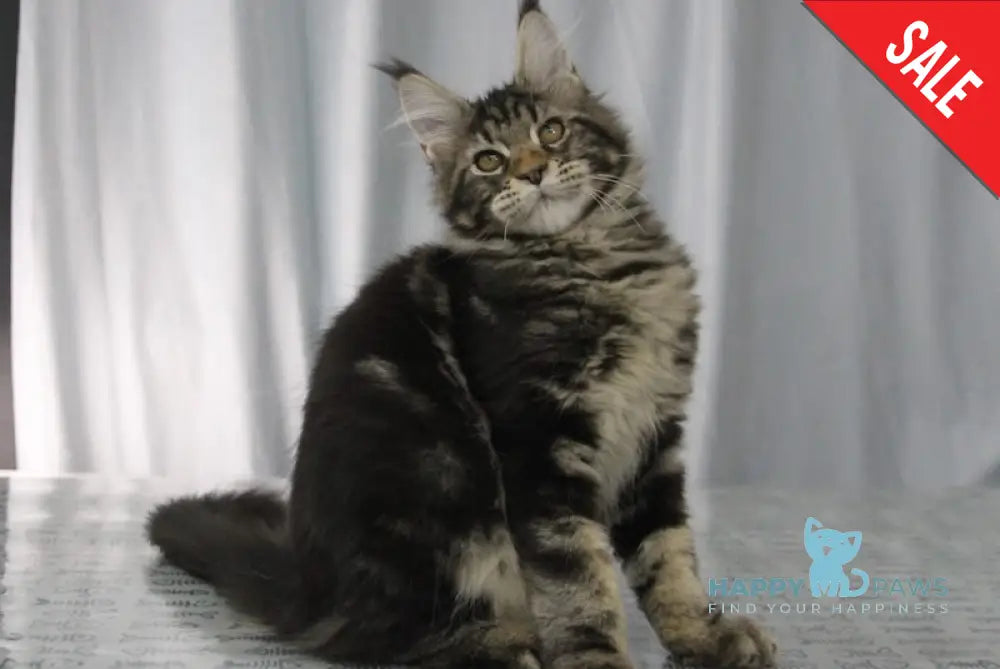 Harmony Maine Coon Female Black Tabby Live Animals