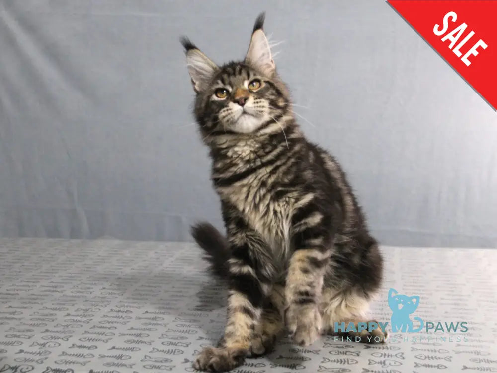 Harmony Maine Coon Female Black Tabby Live Animals