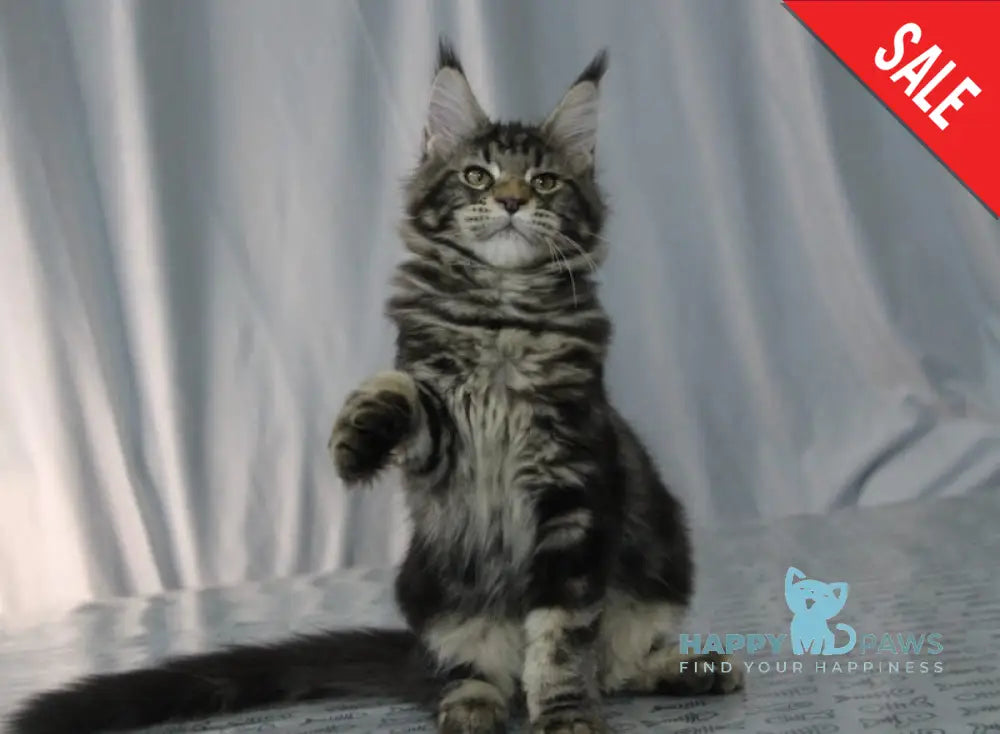 Harmony Maine Coon Female Black Tabby Live Animals