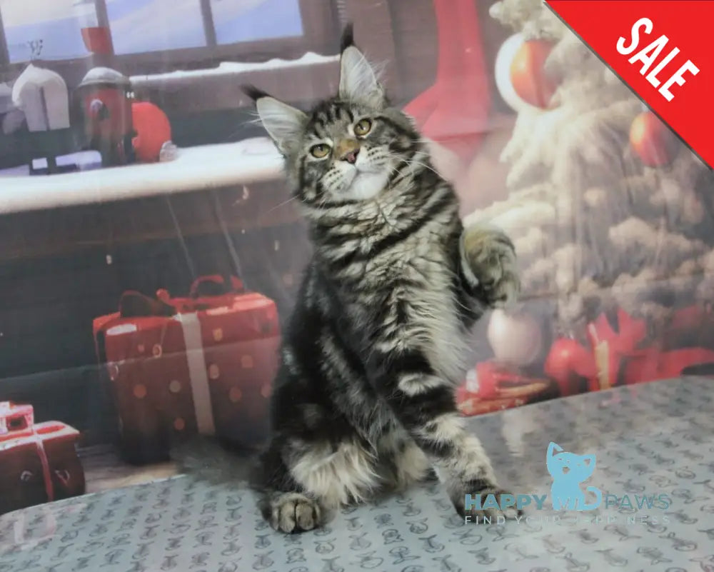 Harmony Maine Coon Female Black Tabby Live Animals