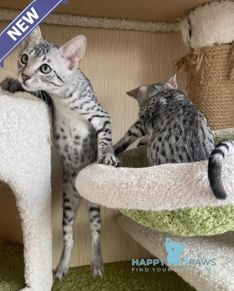 Hatshepsut Egyptian Mau Female Black Silver Spotted Tabby Live Animals