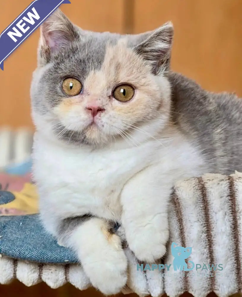 Helena British Shorthair female blue tortie bicolour live animals