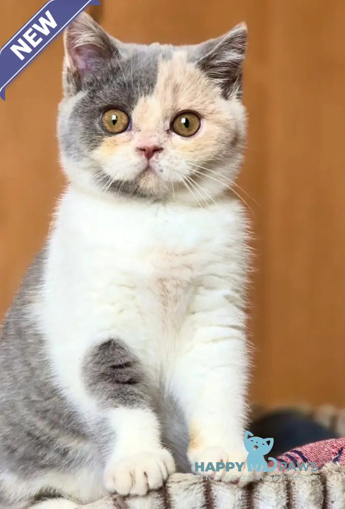 Helena British Shorthair female blue tortie bicolour live animals