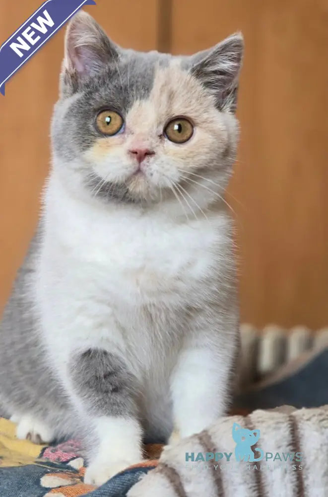 Helena British Shorthair female blue tortie bicolour live animals