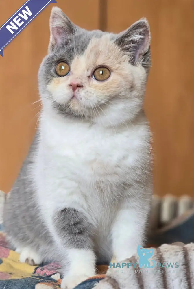 Helena British Shorthair female blue tortie bicolour live animals