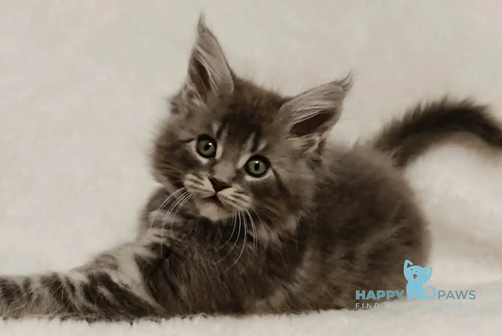 Helena Maine Coon Female Blue Tabby Live Animals