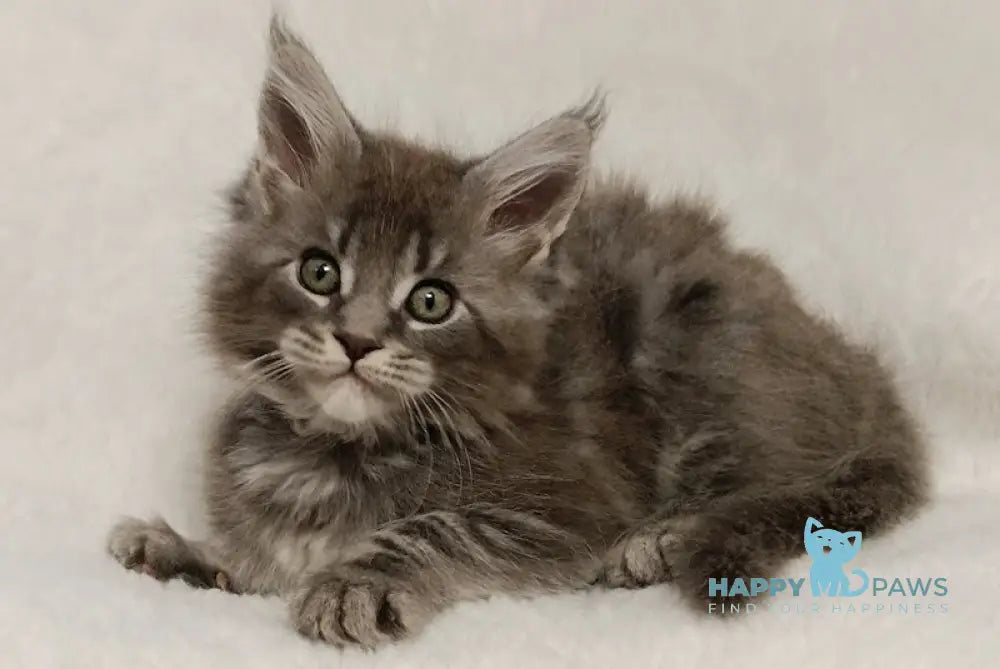 Helena Maine Coon Female Blue Tabby Live Animals