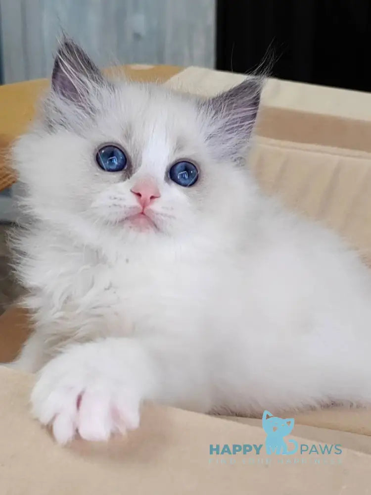 Herda Ragdoll Female Blue Bicolour Live Animals