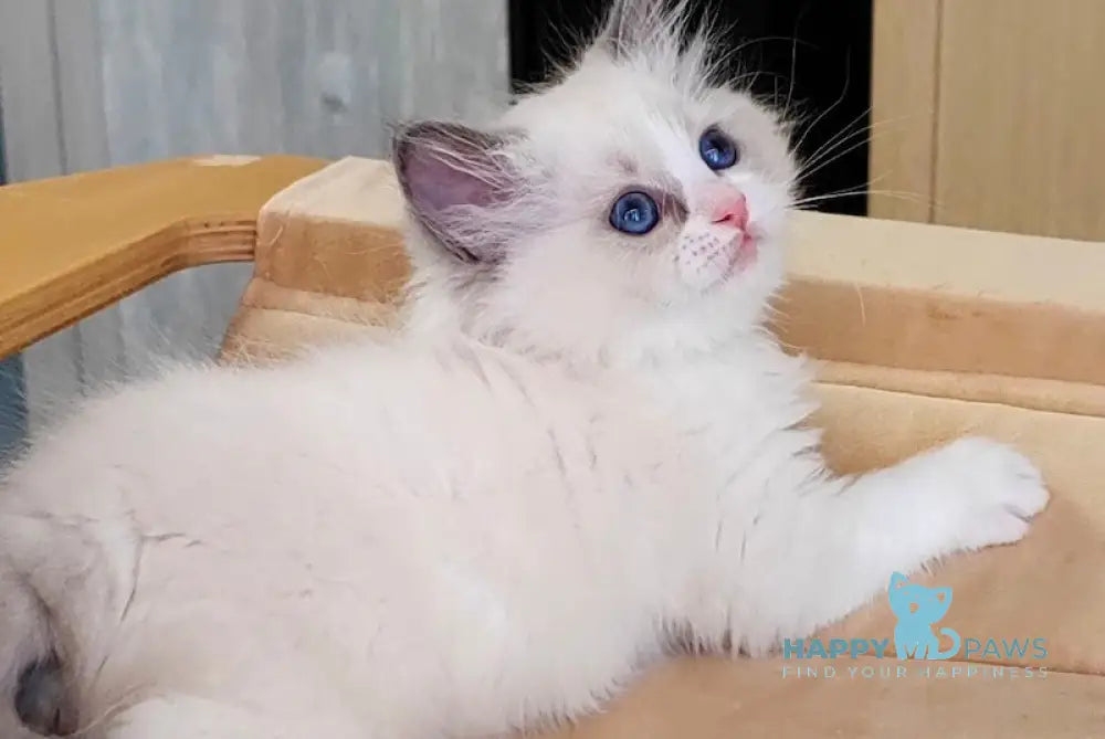 Herda Ragdoll Female Blue Bicolour Live Animals