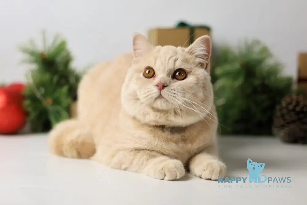 Henry British Shorthair Male Cream Live Animals