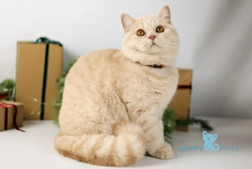 Henry British Shorthair Male Cream Live Animals