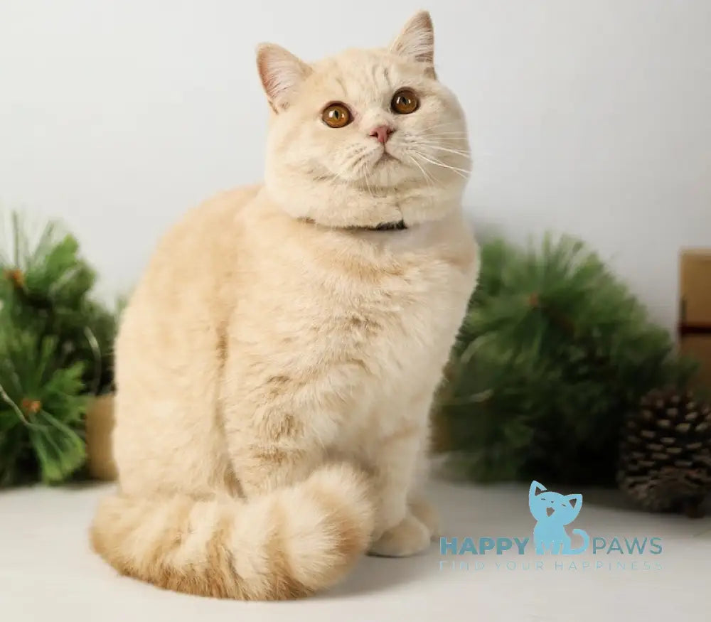 Henry British Shorthair Male Cream Live Animals