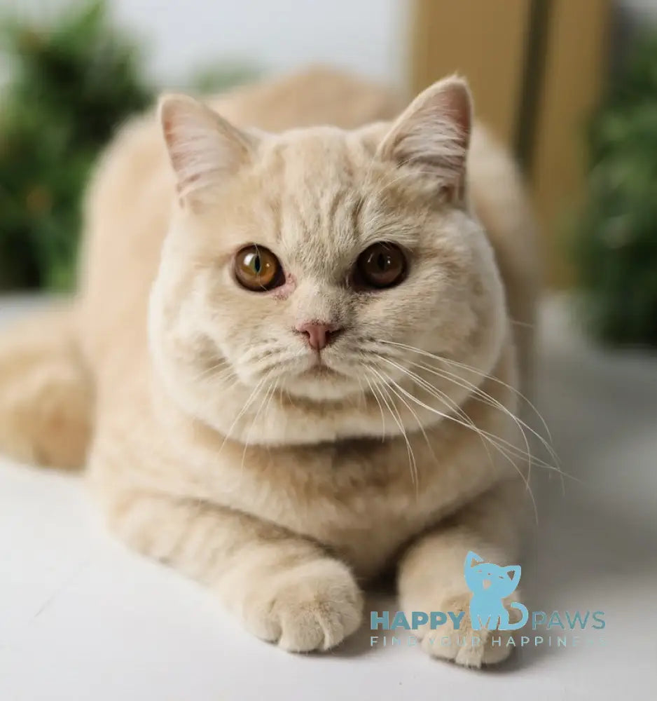 Henry British Shorthair Male Cream Live Animals