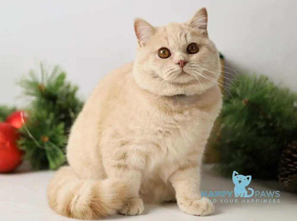 Henry British Shorthair Male Cream Live Animals