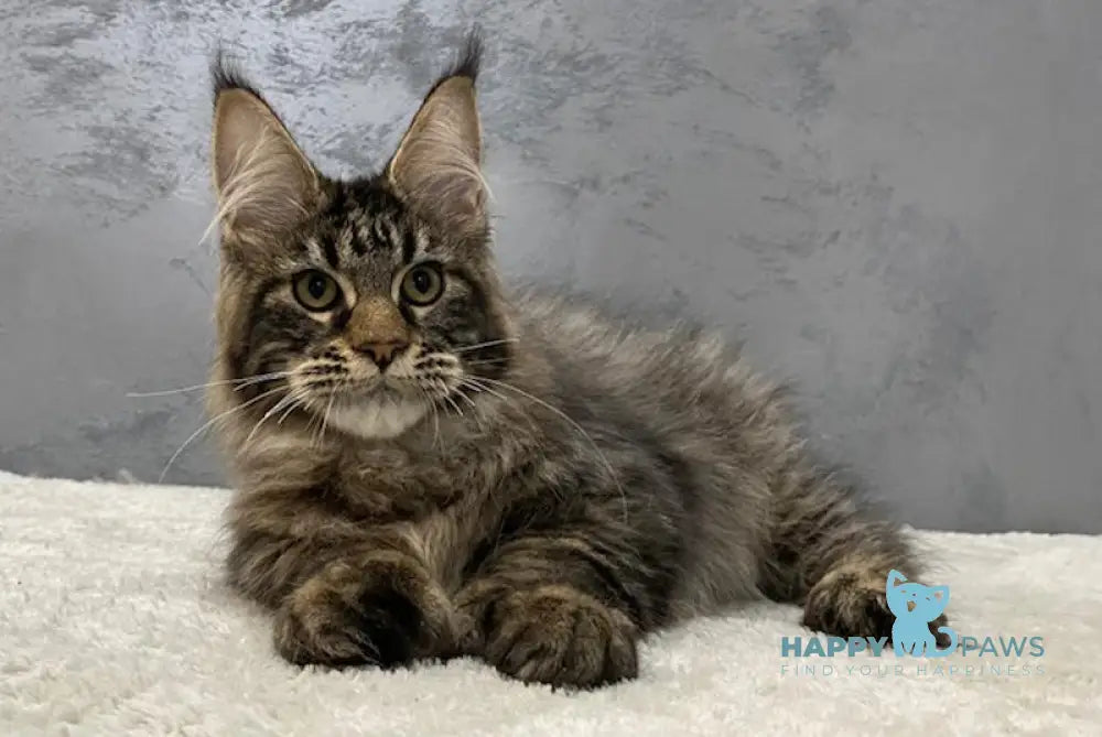 Hetch Maine Coon Polydactyl Male Black Tabby Live Animals