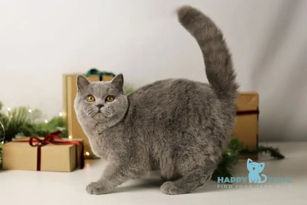 Hetty British Shorthair Female Blue Live Animals