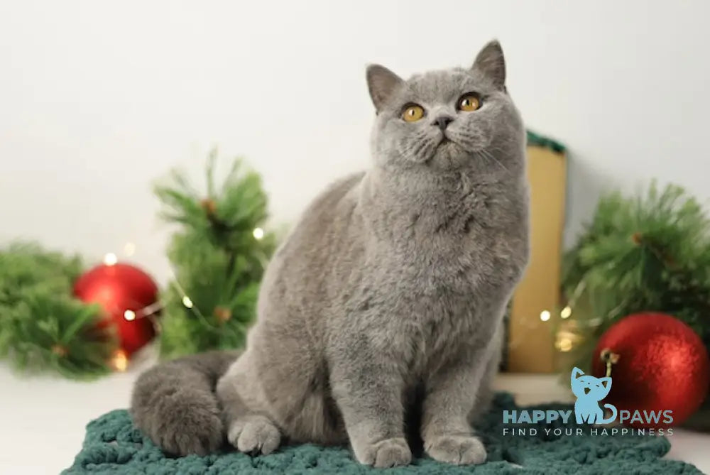 Hetty British Shorthair Female Blue Live Animals