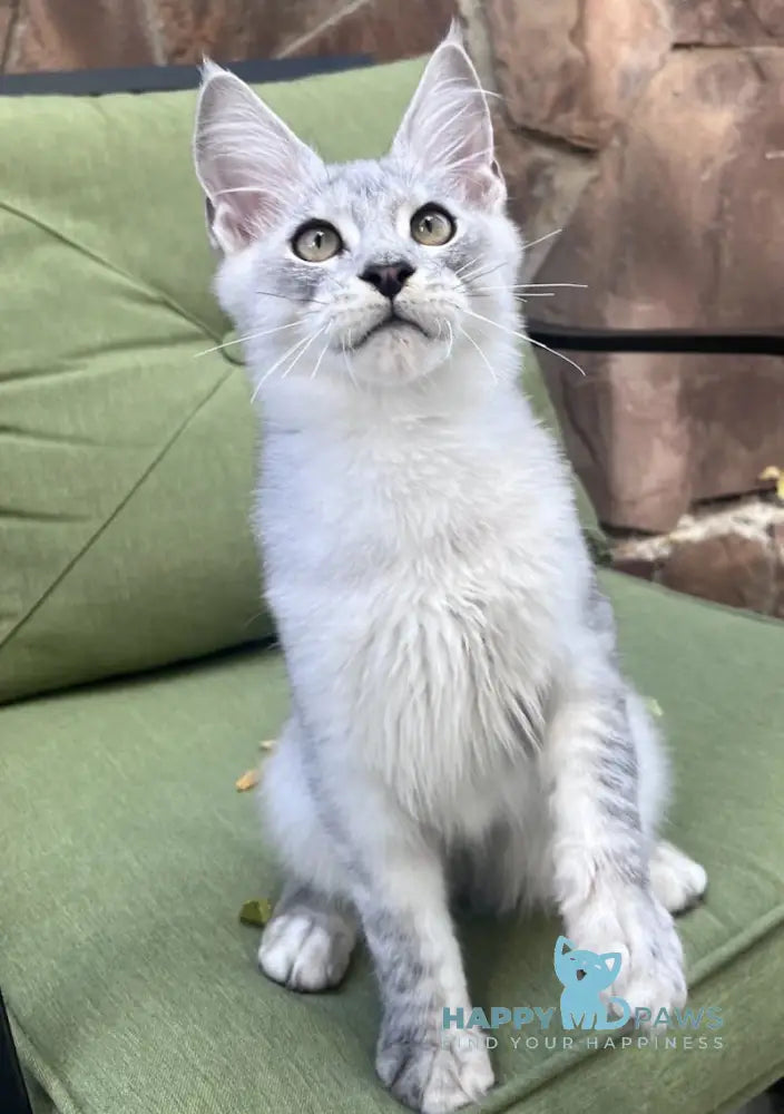 Hilton Maine Coon Male Black Silver Tabby Live Animals