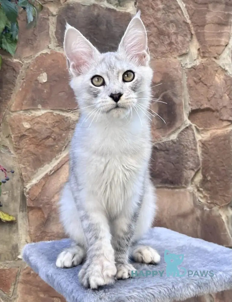 Hilton Maine Coon Male Black Silver Tabby Live Animals