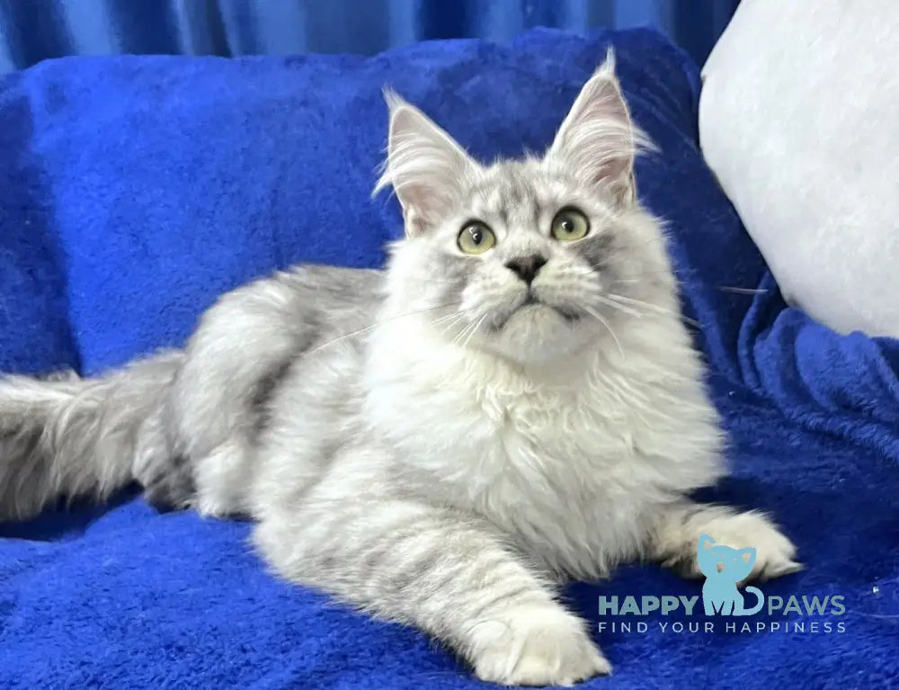 Hilton Maine Coon Male Black Silver Tabby Live Animals