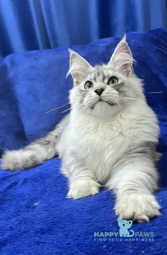 Hilton Maine Coon Male Black Silver Tabby Live Animals