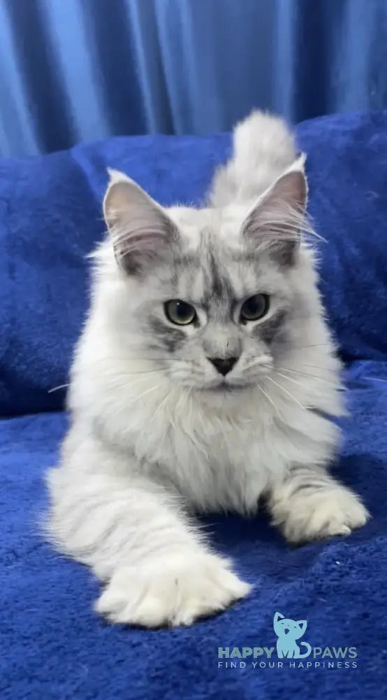 Hilton Maine Coon Male Black Silver Tabby Live Animals