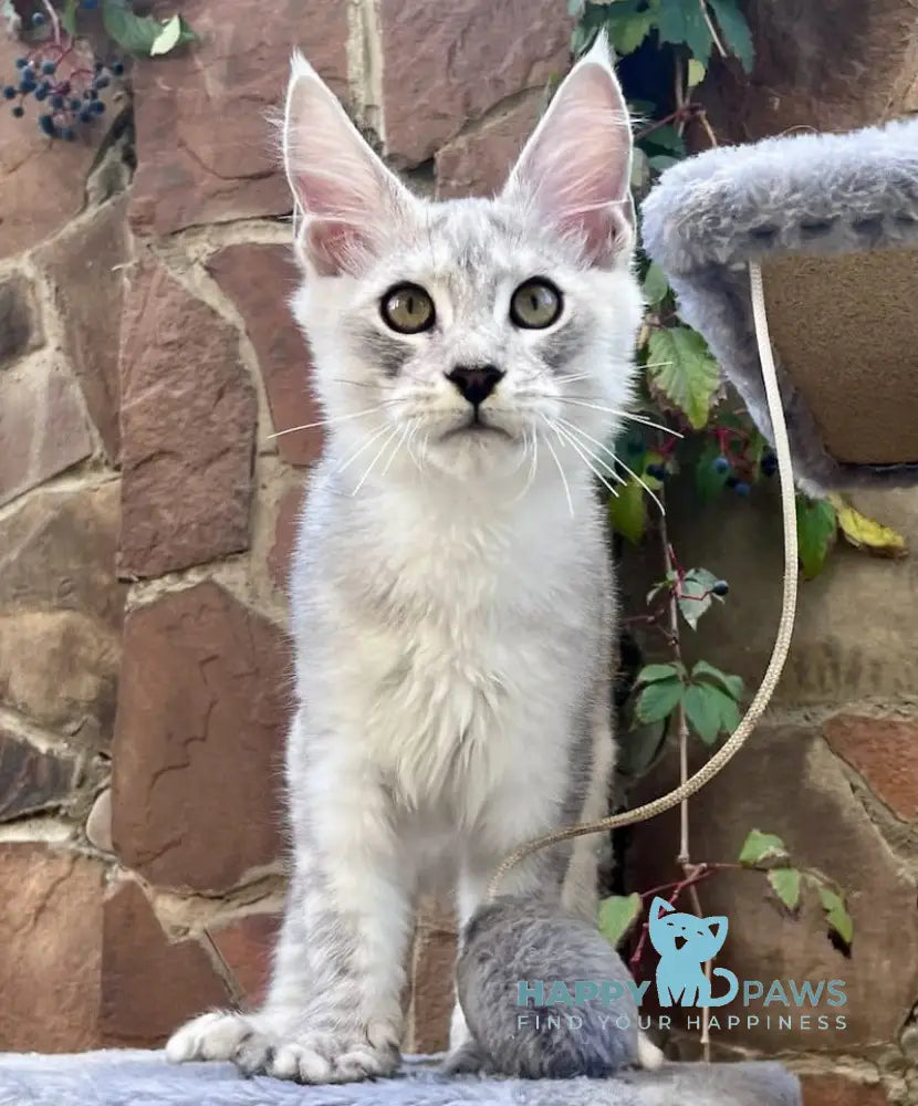 Hilton Maine Coon Male Black Silver Tabby Live Animals