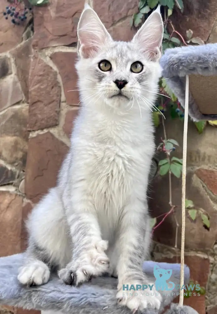 Hilton Maine Coon Male Black Silver Tabby Live Animals