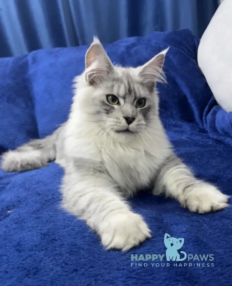 Hilton Maine Coon Male Black Silver Tabby Live Animals