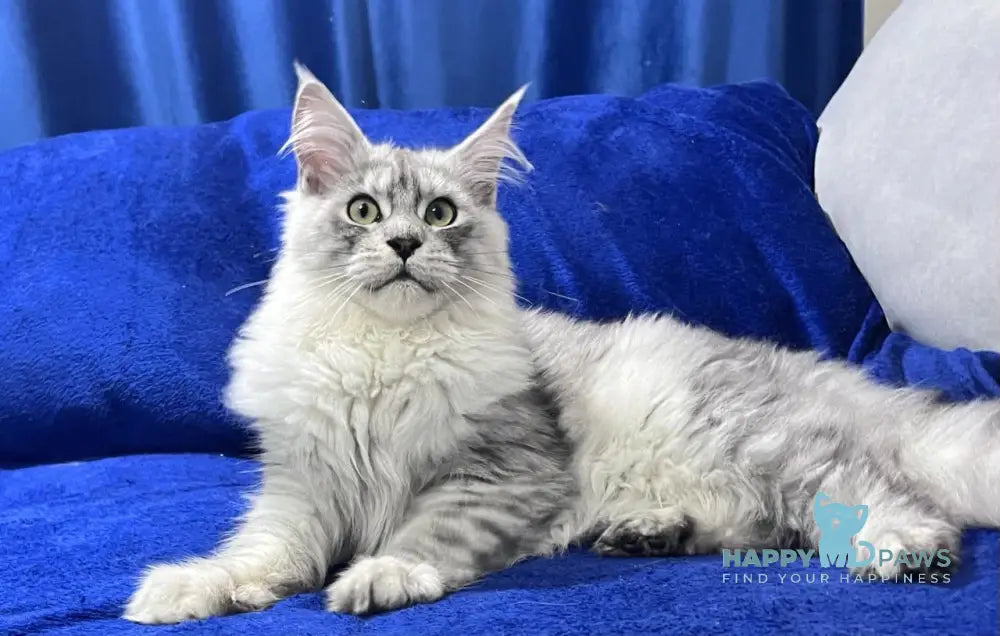 Hilton Maine Coon Male Black Silver Tabby Live Animals