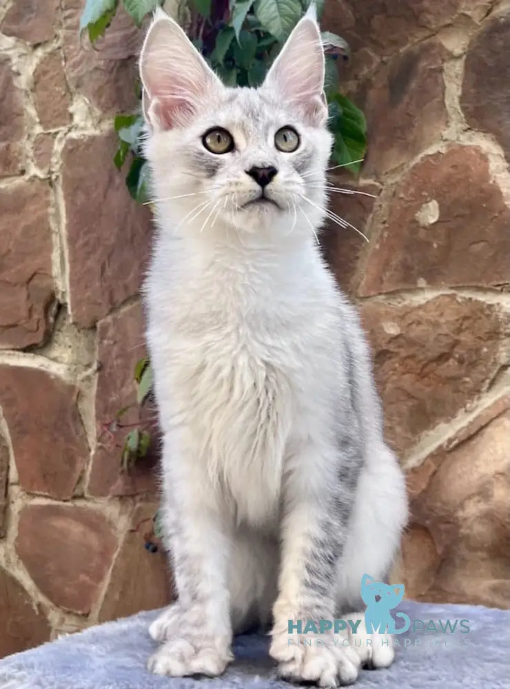 Hilton Maine Coon Male Black Silver Tabby Live Animals