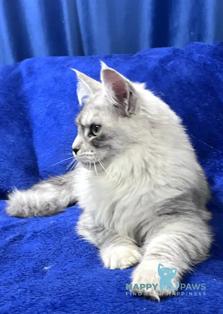 Hilton Maine Coon Male Black Silver Tabby Live Animals