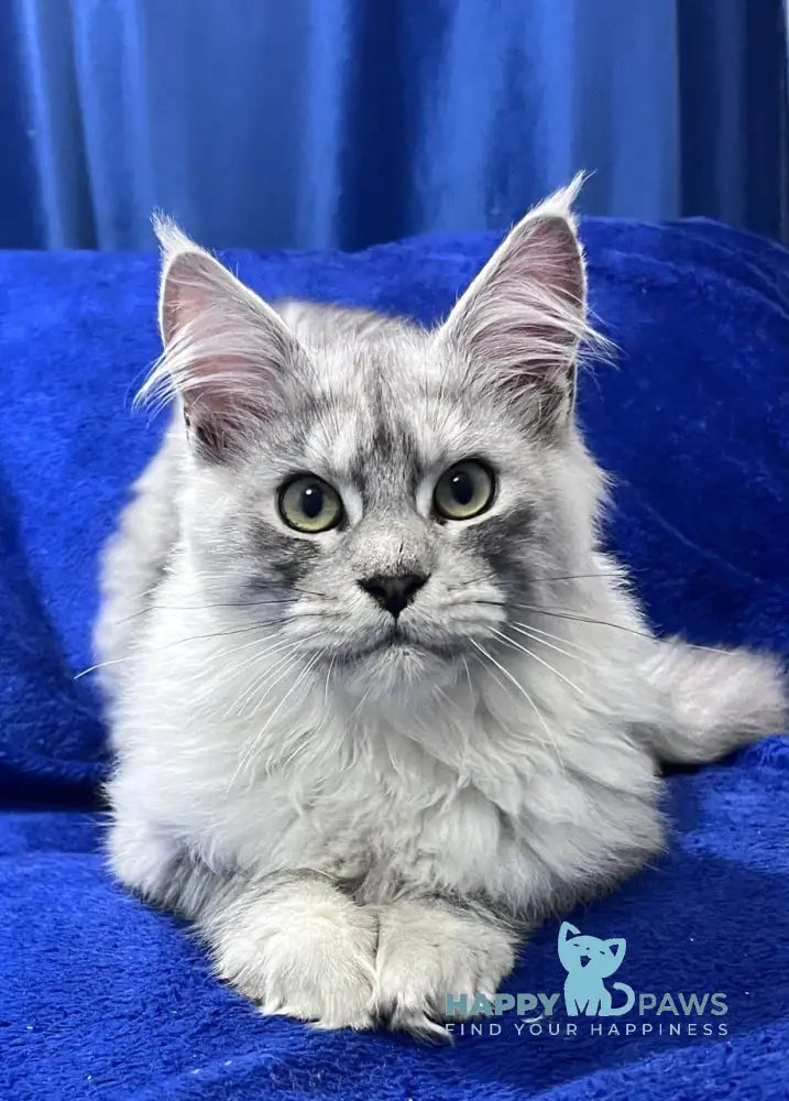 Hilton Maine Coon Male Black Silver Tabby Live Animals