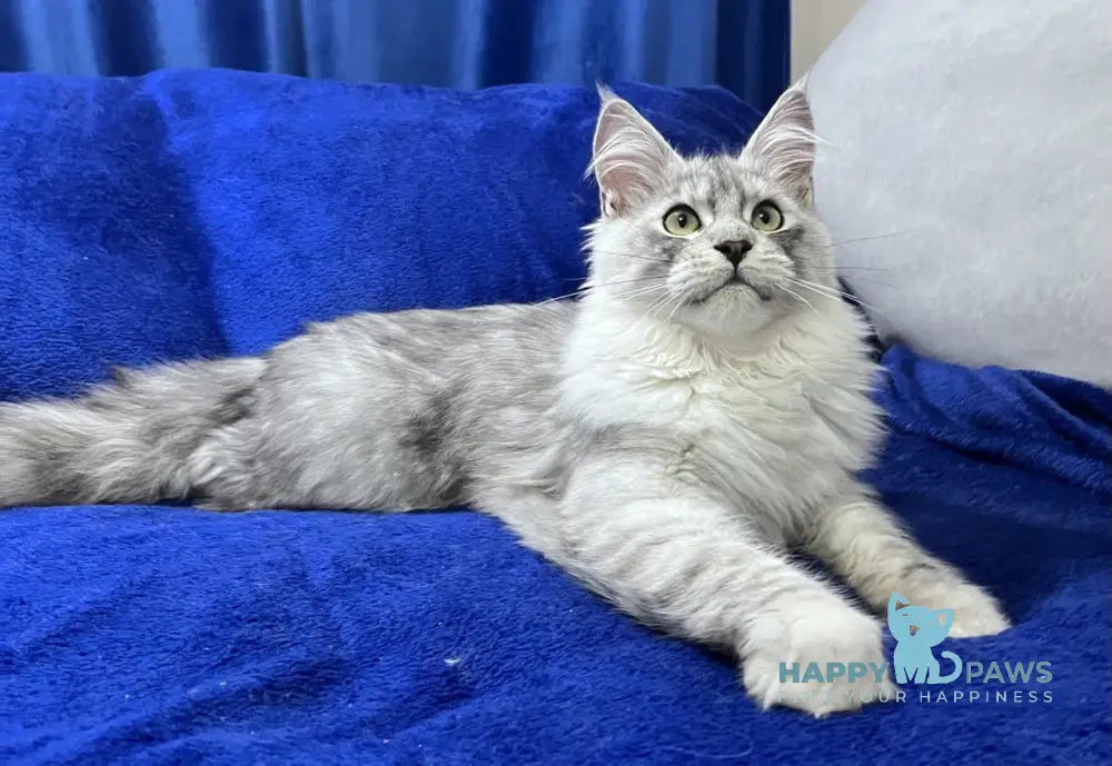 Hilton Maine Coon Male Black Silver Tabby Live Animals