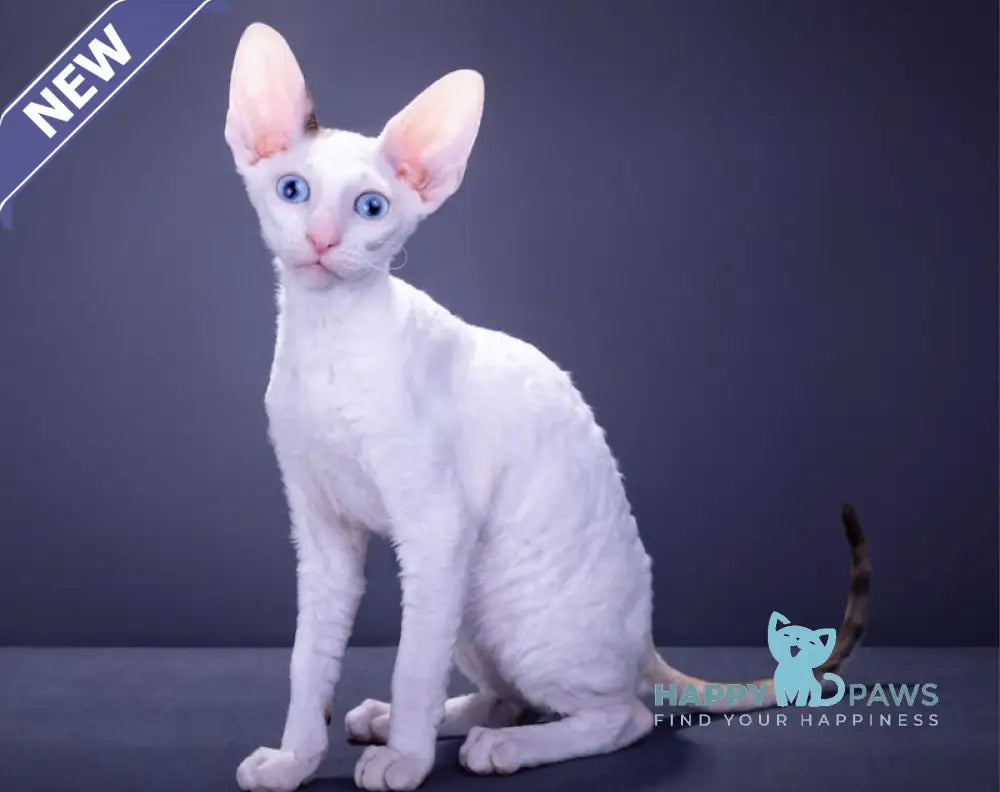 Hloe Cornish Rex Female Chocolate Tortie Live Animals