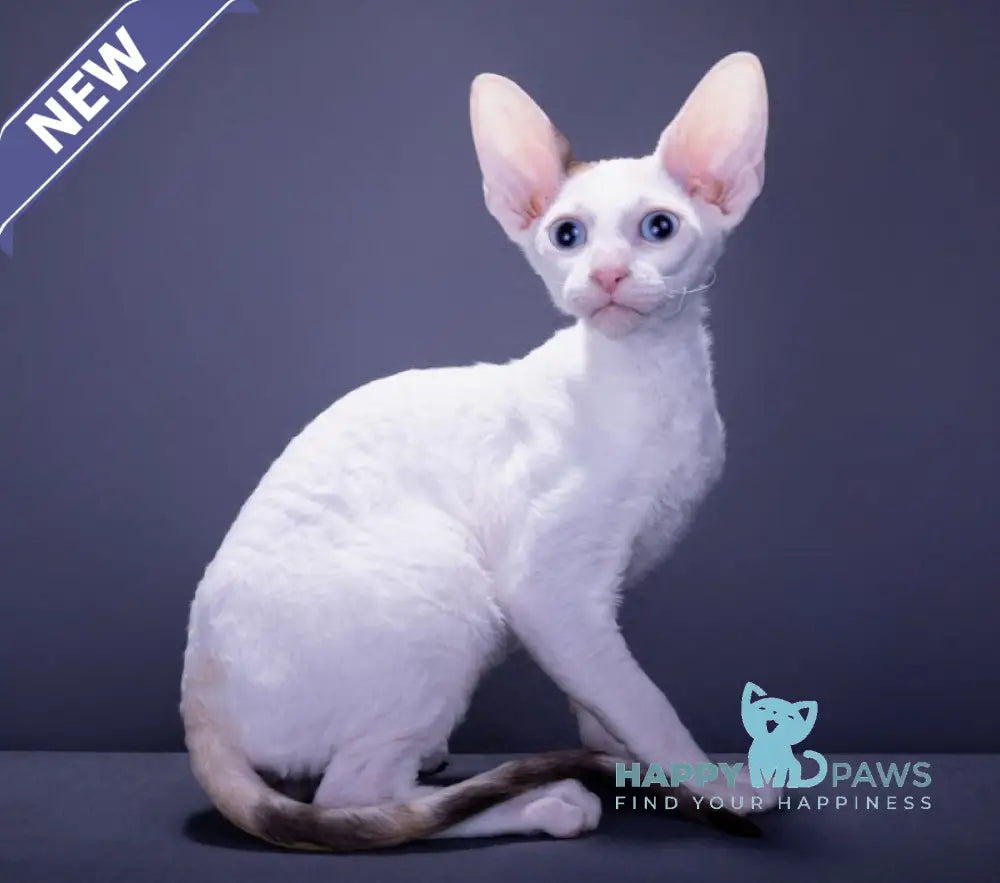 Hloe Cornish Rex Female Chocolate Tortie Live Animals