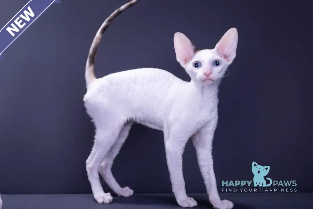 Hloe Cornish Rex Female Chocolate Tortie Live Animals