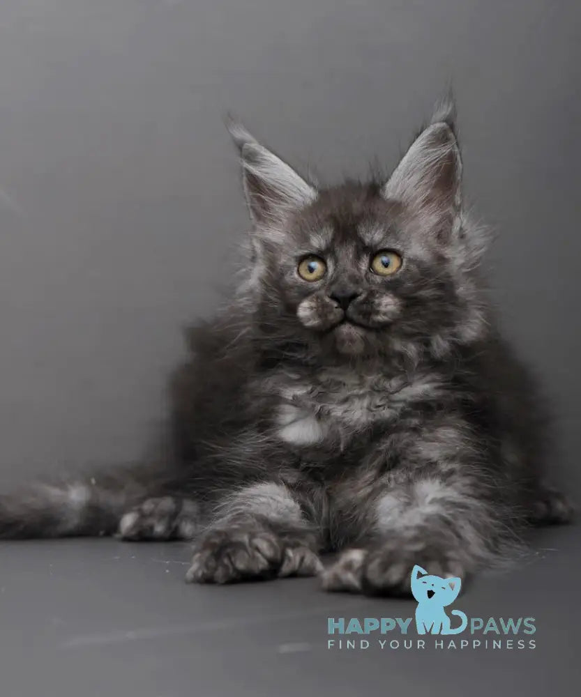 Hloe Maine Coon polydactyl female black smoke live animals