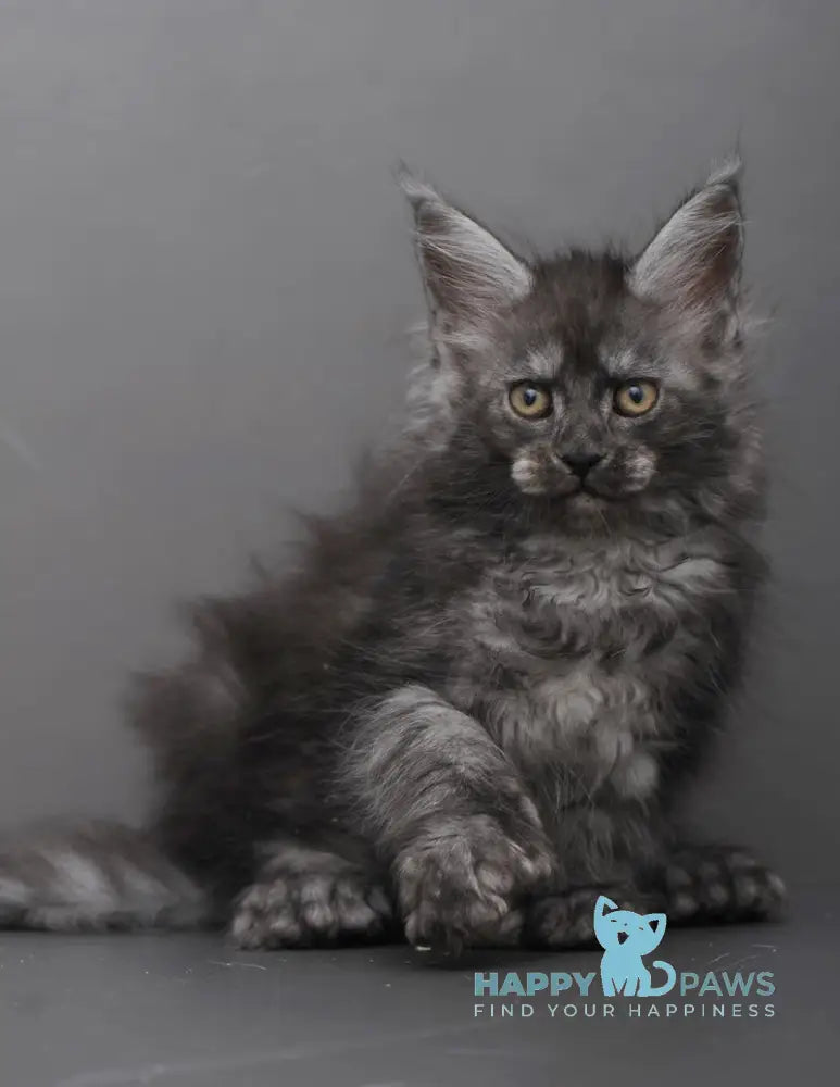 Hloe Maine Coon polydactyl female black smoke live animals