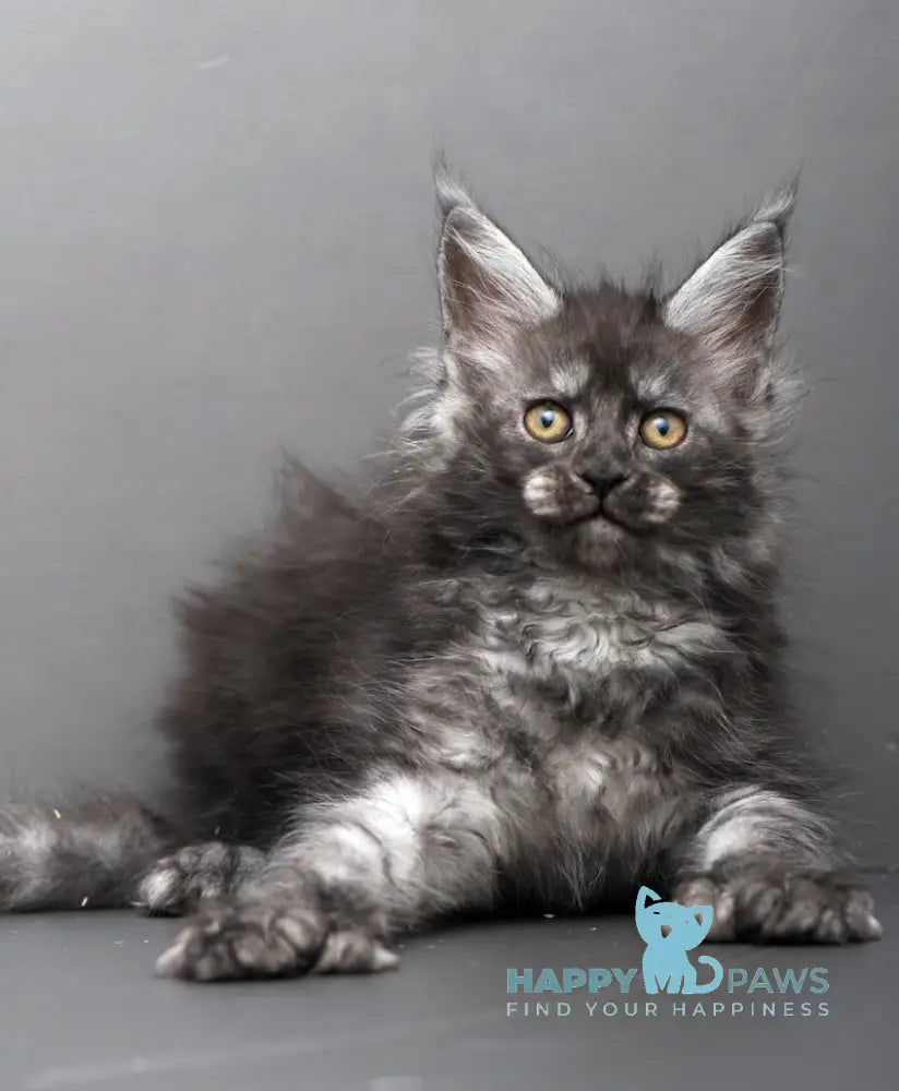 Hloe Maine Coon polydactyl female black smoke live animals